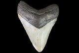 Fossil Megalodon Tooth - North Carolina #79891-2